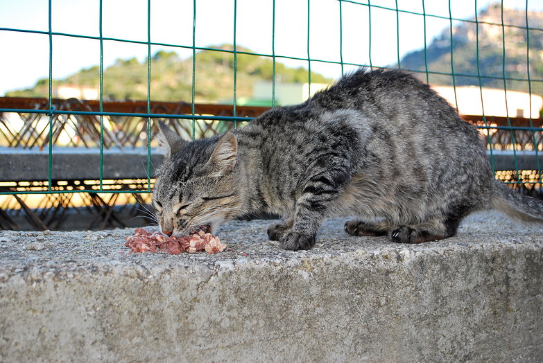 Feeding a Stray Kitty