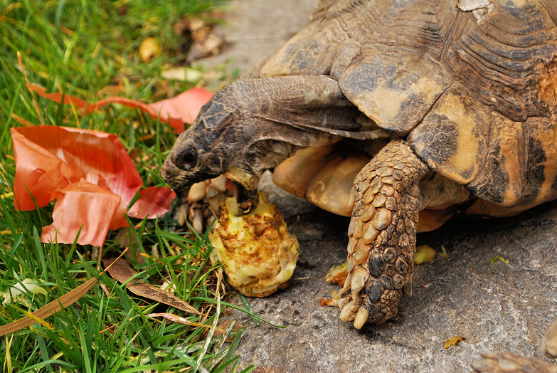 Turtle Bite