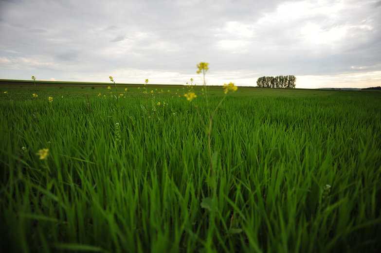 Green Field