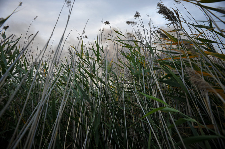 Stuck in Siberian Swamp