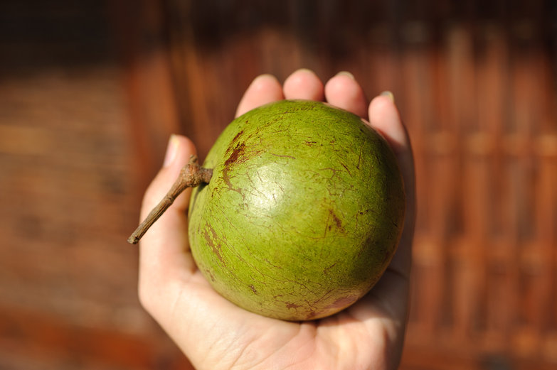 Star Apple