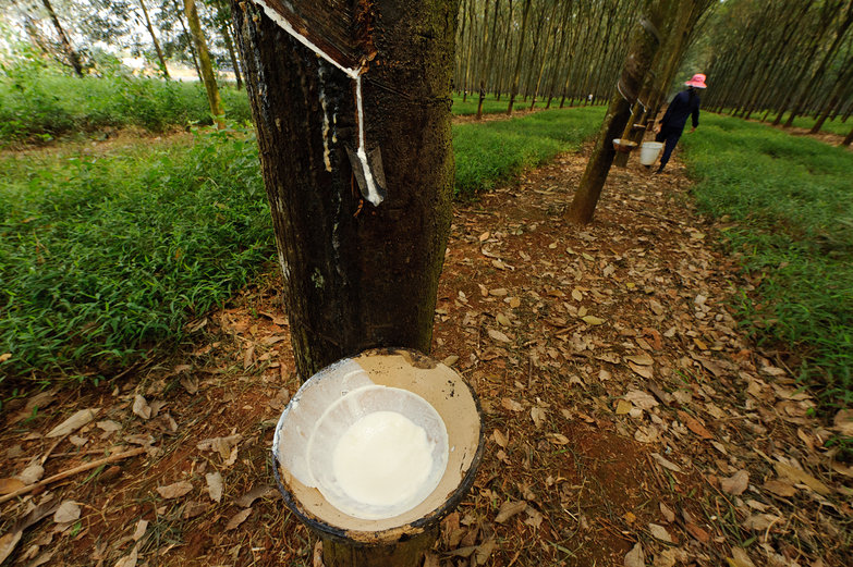 Rubber Tree Latex Collection Dish