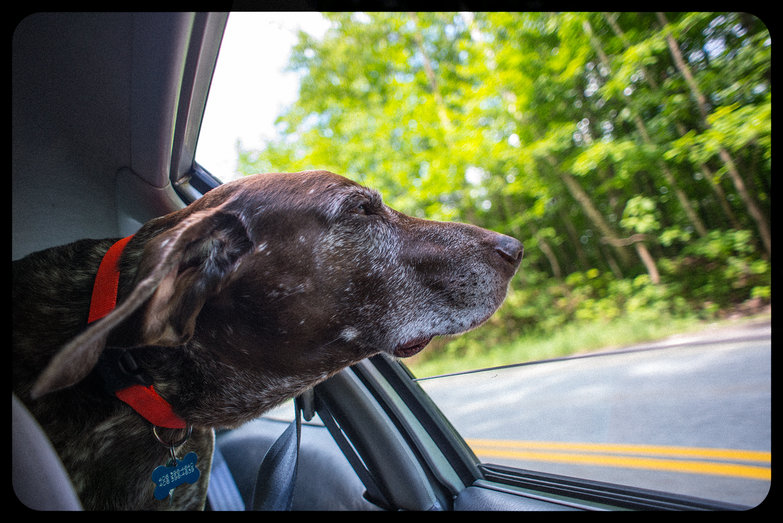 Roscoe Looking out the Window